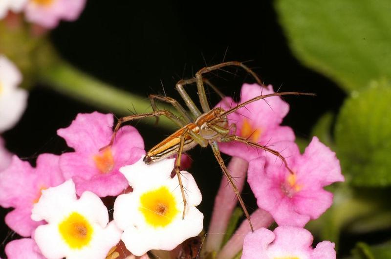 Oxyopes_quadrifasciatus_D7745_Z_88_North Stradbroke island_Australie.jpg